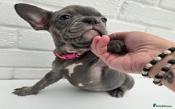 French Bulldog dogs for sale: Gorgeous Blue French Bulldog Girl - Image 12