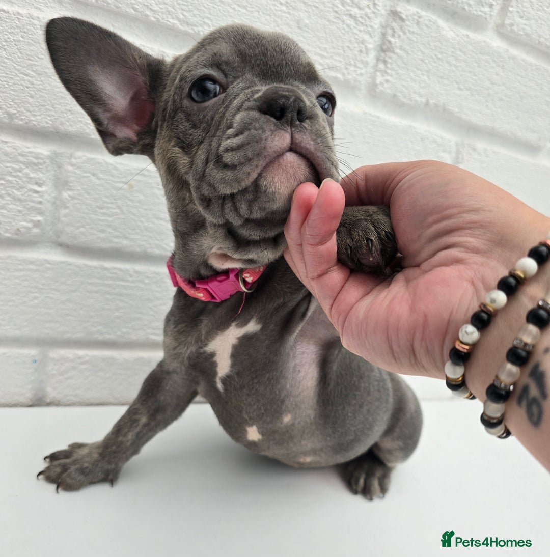 French Bulldog dogs for sale: Gorgeous Blue French Bulldog Girl - Image 12