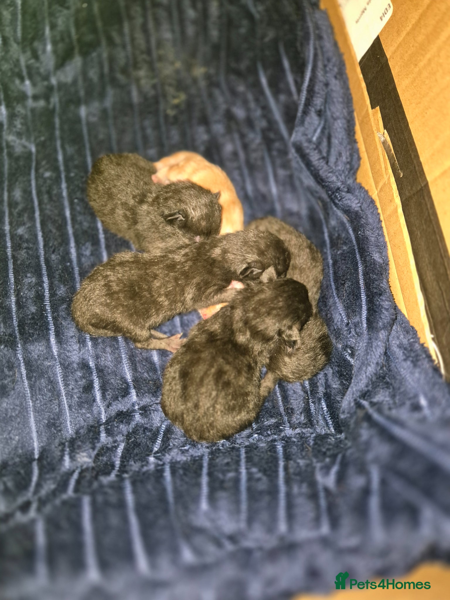 Mixed Breed cats 3 black kittens  - Advert 8