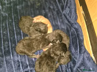 Mixed Breed cats 3 black kittens - Advert 8