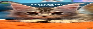 Maine Coon 5
