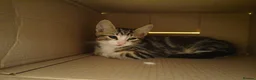 Domestic Shorthair cats for sale: 5 beautiful lovely kittens 🐾🐾 in Boston - Advert 4