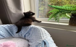 Mixed Breed cats for sale: Beautiful Maine Coon cross kittens - Image 3