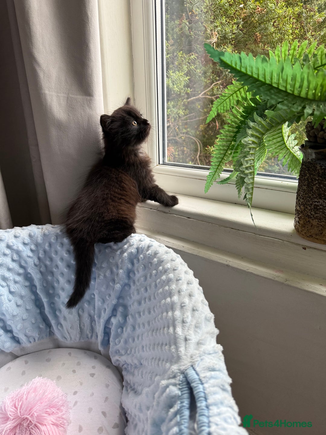 Mixed Breed cats for sale: Beautiful Maine Coon cross kittens - Image 3