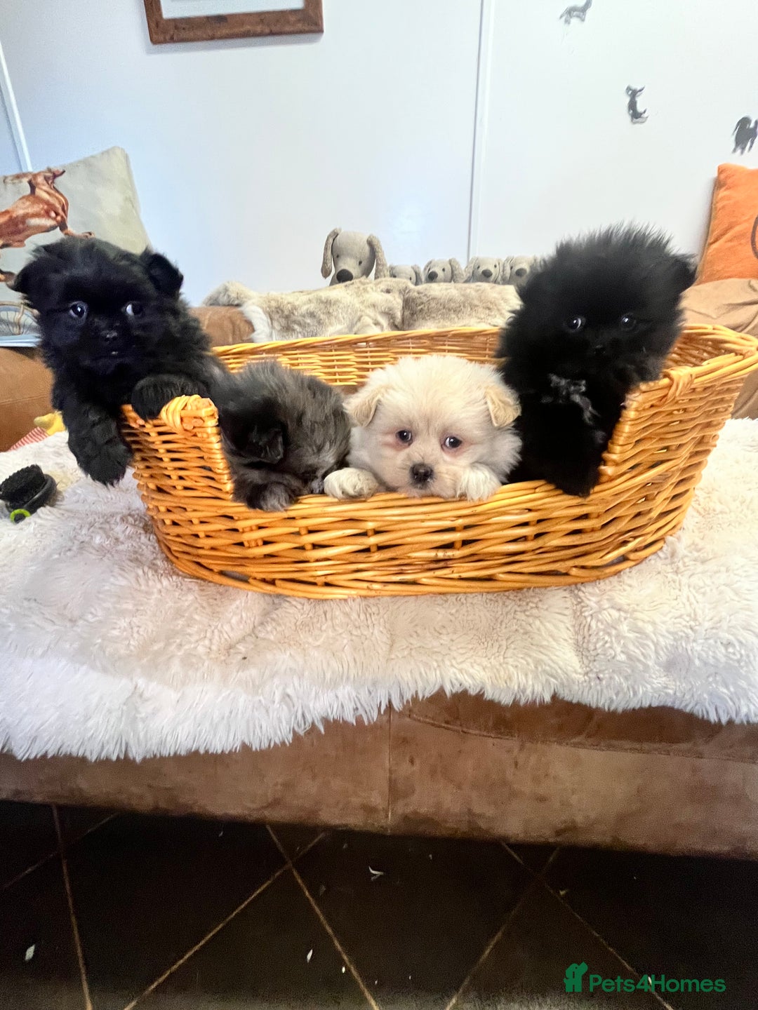 Mixed Breed dogs for sale: stunning fluffy Pomshi - Advert 2