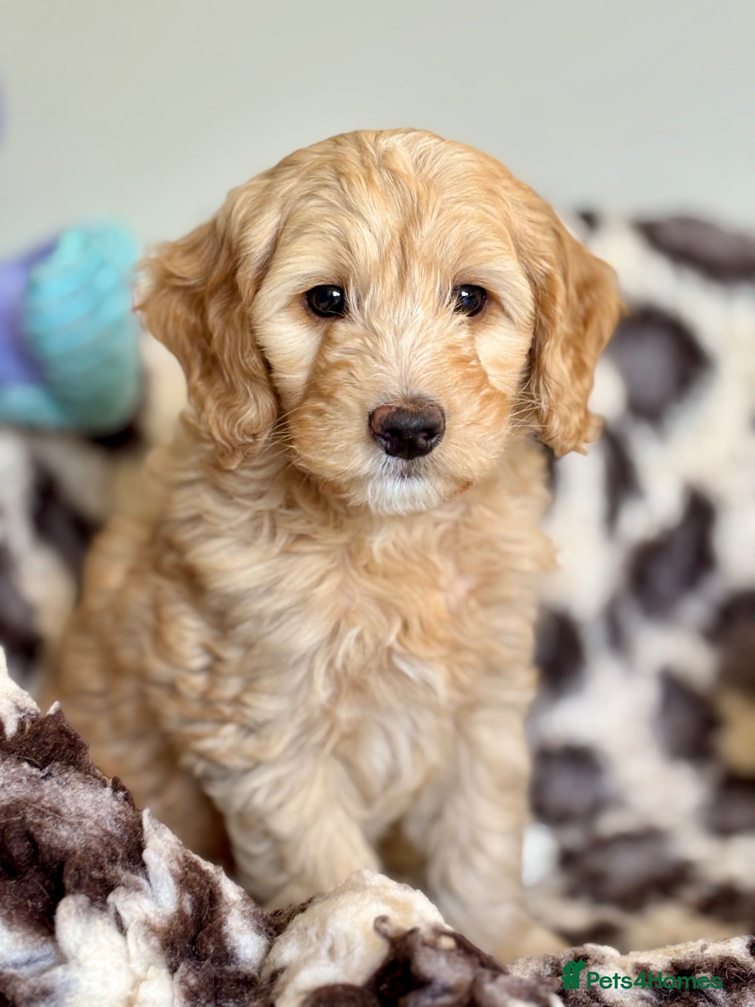 Australian Labradoodle dogs Fantastic breeding! Canadian & Australian lines - Advert 2