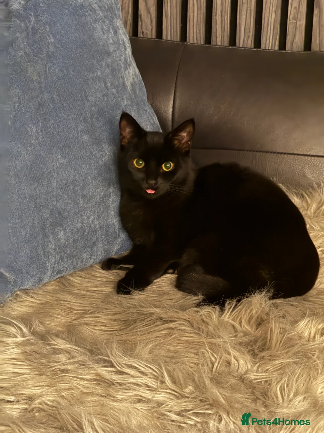 Mixed Breed cats for sale: Domestic short haired kitten  - Advert 6