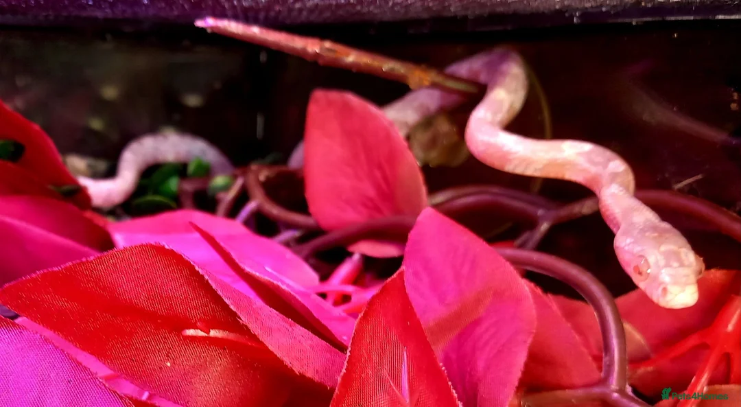 Corn Snake reptiles for sale: Corn snakes forsale 2025 corn snakes 2026 clutches - Advert 2