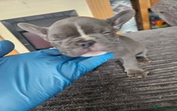 French Bulldog dogs for sale: Gorgeous frenchie pups  - Image 13