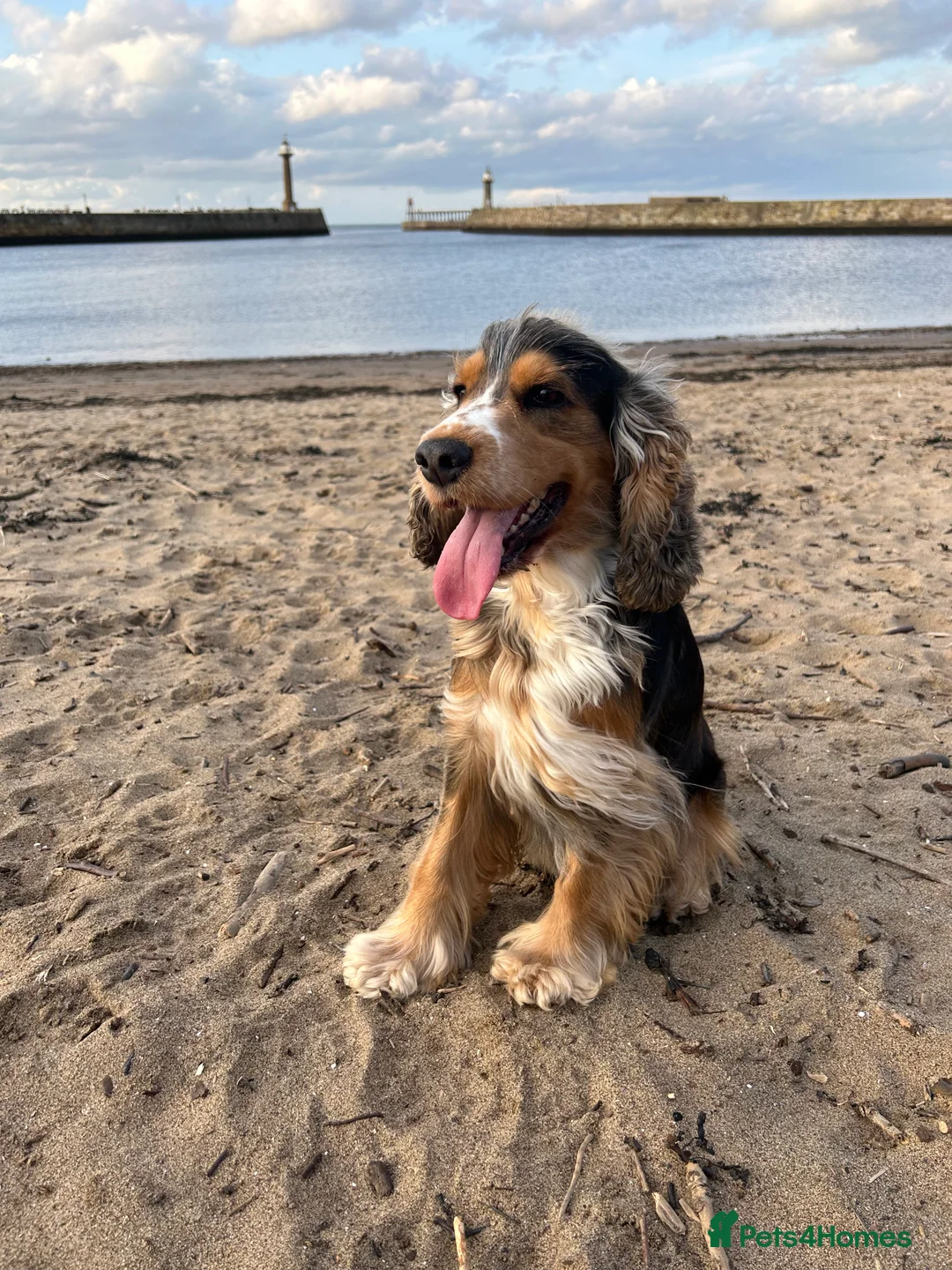 Cocker Spaniel dogs for stud: Show Cocker Spaniel for Stud– Tri Coloured Male 🐶 - Advert 3