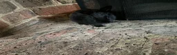 Mixed Breed rabbits for sale: Bunnies for Sale  - Advert 14