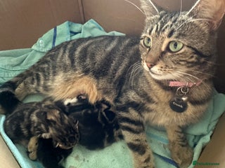 Mixed Breed cats 3 x female kittens - Advert 5