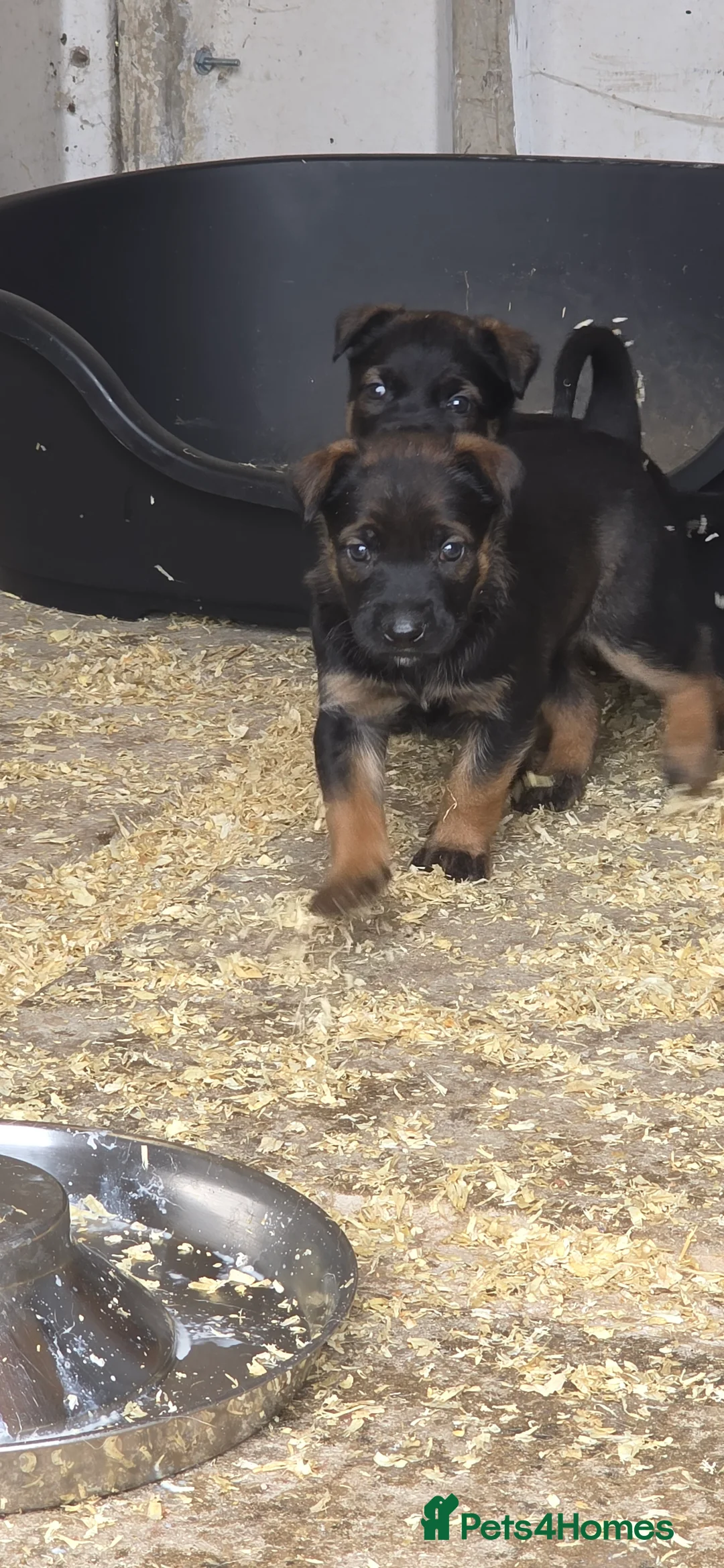 Belgian Shepherd Dog dogs for sale: Ringsport fci knpv malinois price reduced  - Advert 12