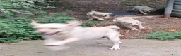 Labrador Retriever dogs for sale: KC reg, robust Labrador puppies. Fully inocs. - Advert 9