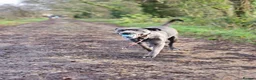 Mixed Breed dogs for sale: 3 year old Cane Corso mix  - Advert 4