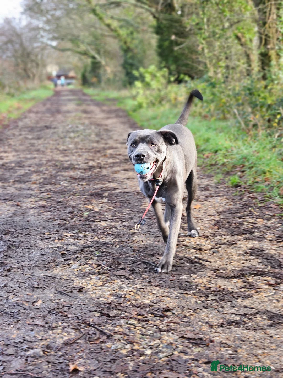 Mixed Breed dogs for sale: 3 year old Cane Corso mix  - Advert 4