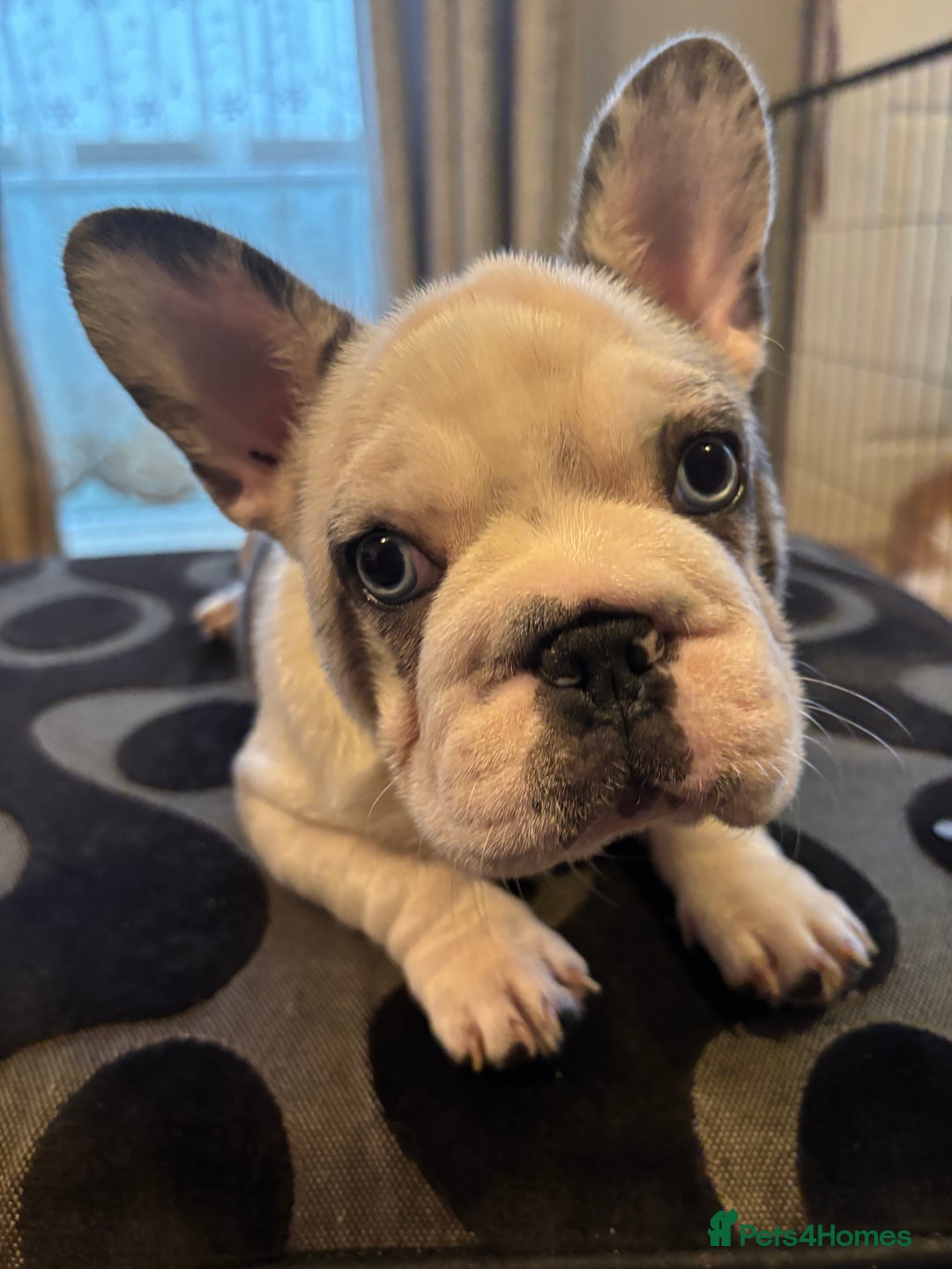 French Bulldog dogs for sale: French bulldog puppies  - Advert 9