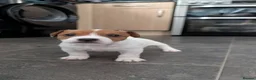 Jack Russell dogs for sale: Beautiful Jack Russell pups - Advert 5