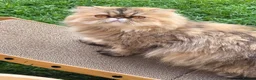 Persian cats for sale: Persian female  - Advert 1