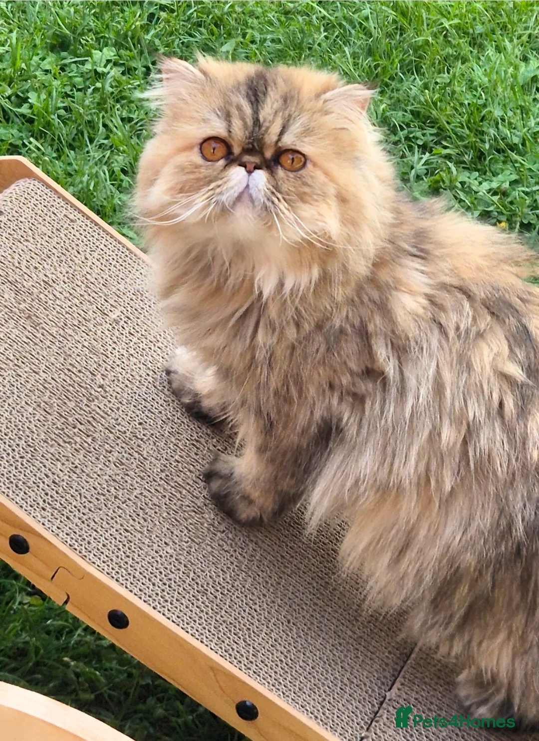 Persian cats for sale: Persian female  - Advert 1