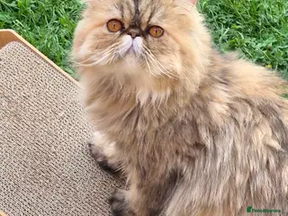 Persian cats Persian female - Advert 1