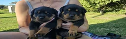Rottweiler dogs for sale: Full of kissess awesome Big Rotties in Inverness - Advert 1