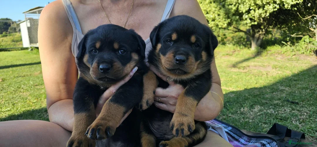 Rottweiler dogs for sale: Full of kissess awesome Big Rotties in Inverness - Advert 1