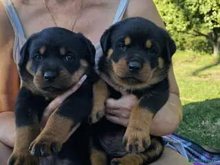 Rottweiler dogs Full of kissess awesome Big Rotties - Advert 6