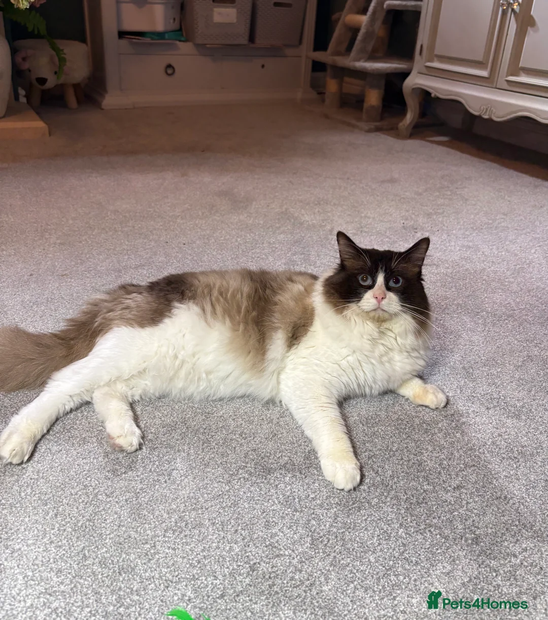 Ragdoll cats for stud: TICA & GCCF SEAL BICOLOUR Stud - Advert 2