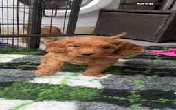 Cockapoo dogs for sale: STUNNING RED F1 COCKAPOO PUPPIES - Image 2