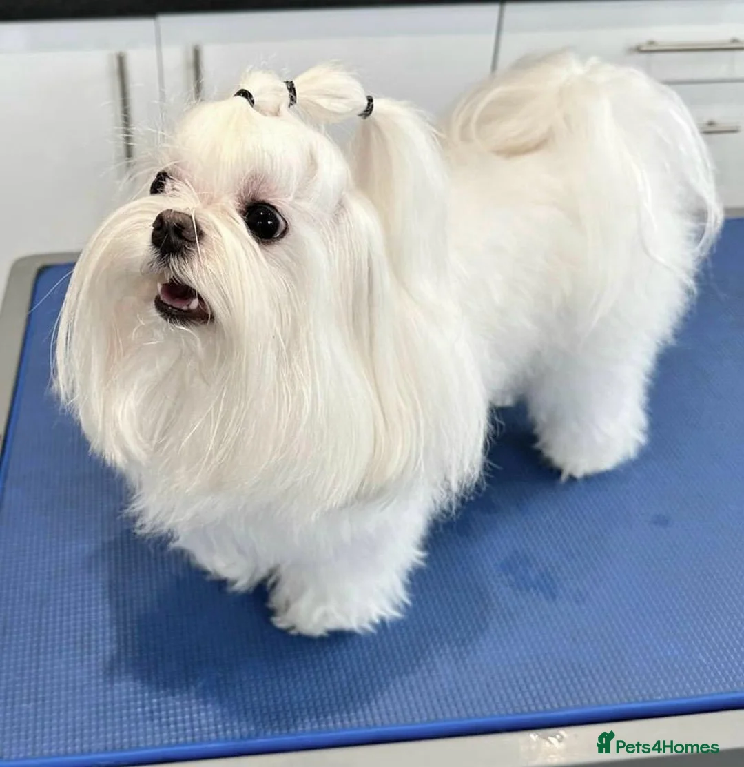 Maltese dogs for stud: OCTAVIUS Korean Maltese KC Registered Proven Stud in Halesowen - Advert 4