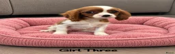 Cavalier King Charles Spaniel dogs for sale: *** KC REG DNA CLEAR CAVALIER KING CHARLES**  - Advert 11