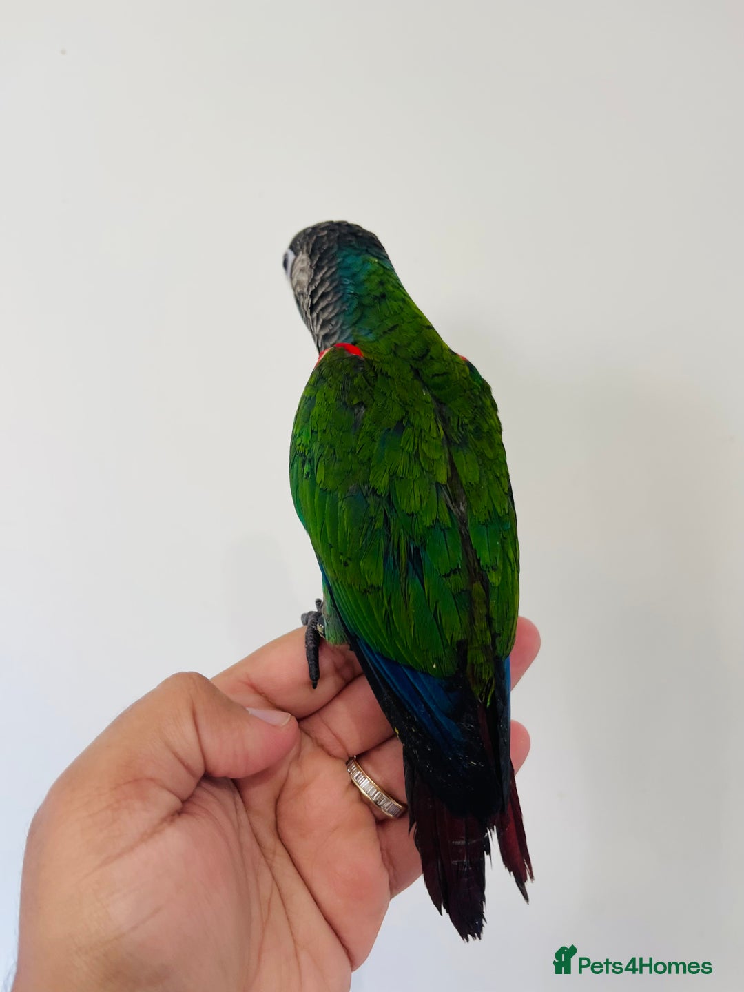 Conures birds for sale: Hand reared conures for sale  - Advert 19