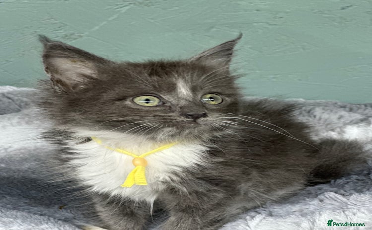 Maine Coon cats for sale - Advert 3