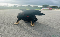 German Shepherd dogs for sale: 🐾 Trained German Shepherd “Cuba”Loving Family Dog - Image 13