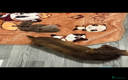 Dachshund dogs for sale: Miniature dachshund puppies  - Image 8