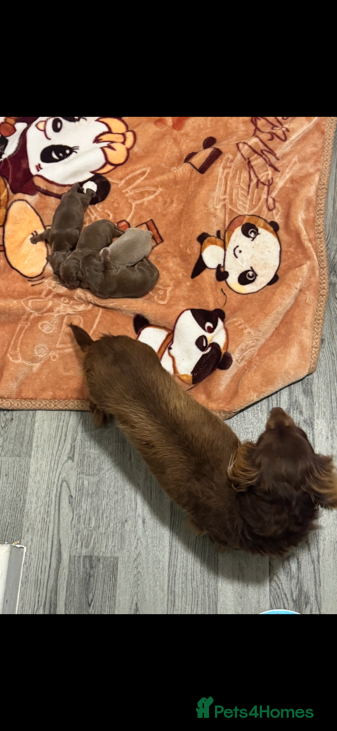 Dachshund dogs for sale: Miniature dachshund puppies  - Image 8