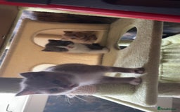 British Shorthair cats for sale: British short hair kittens - Image 7