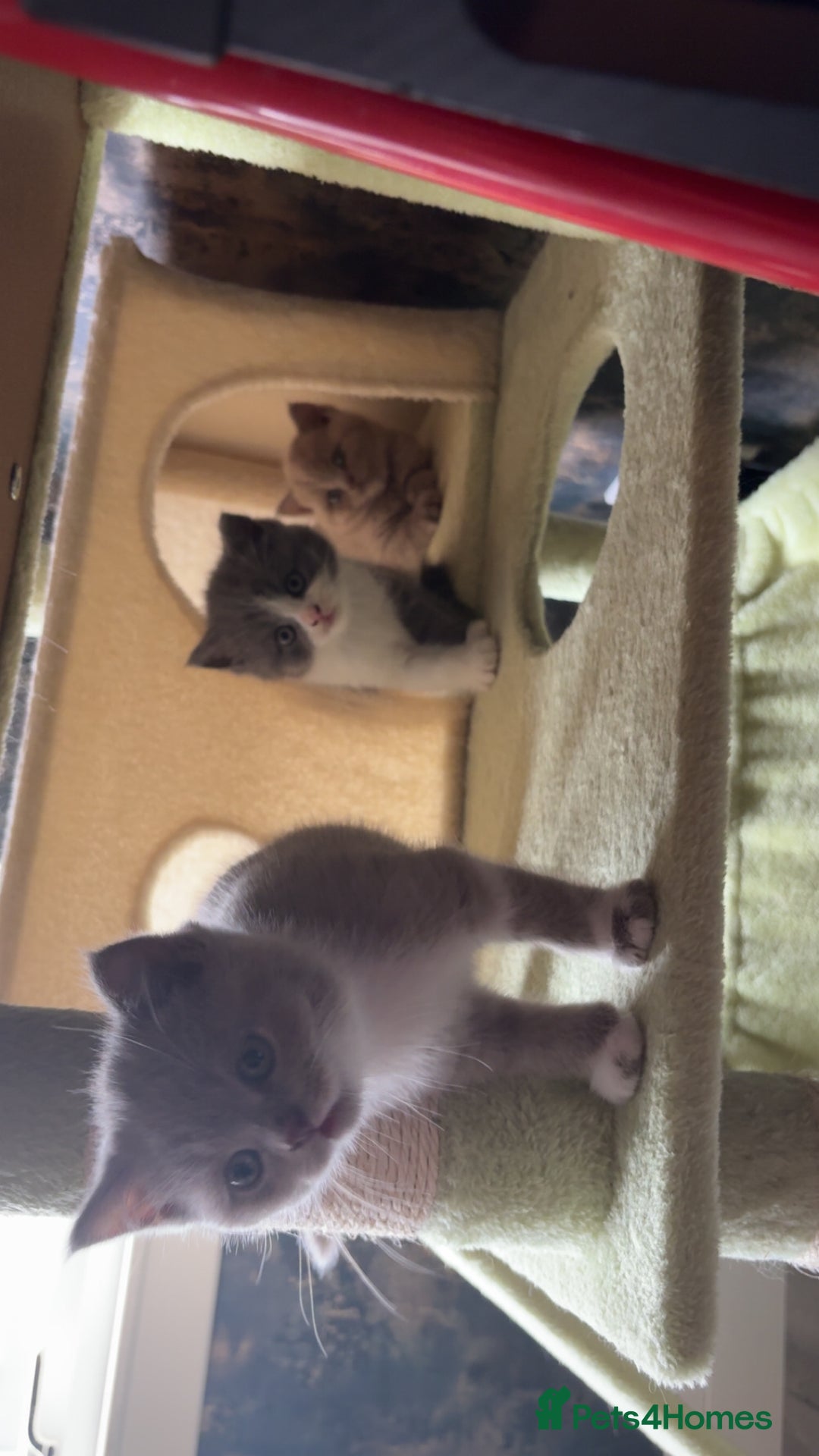 British Shorthair cats for sale: British short hair kittens - Image 7