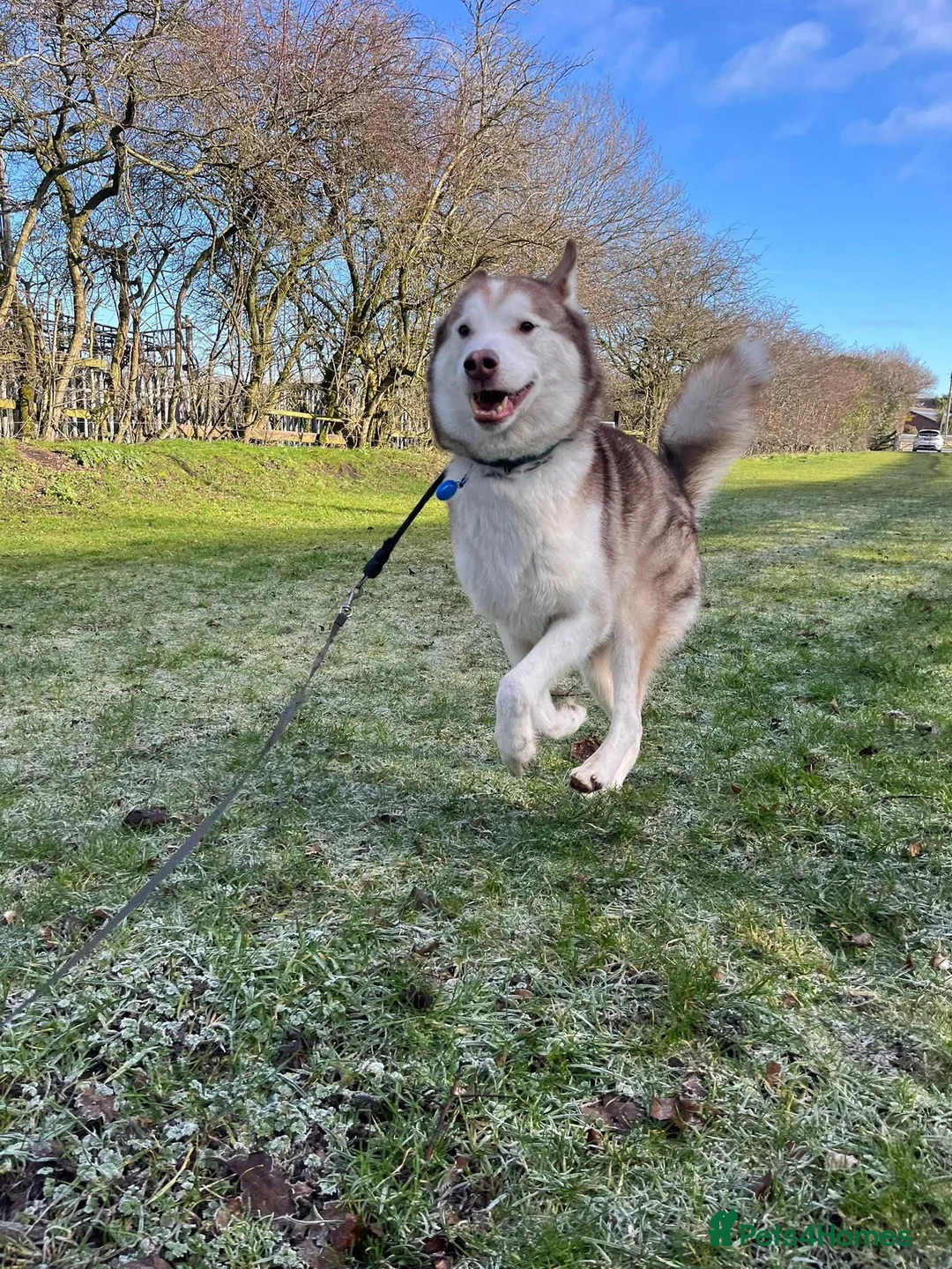 Mixed Breed dogs for sale: Oden  - Advert 2