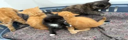 Mixed Breed cats for sale: 4 beautiful kittens  - Advert 35