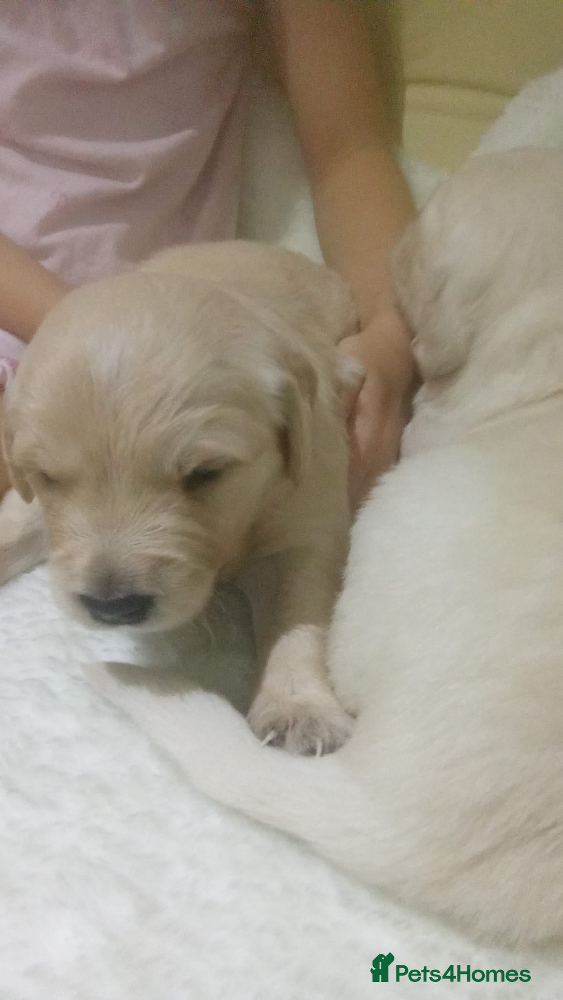 Golden Retriever dogs Golden retriever puppies KC reg  - Advert 2