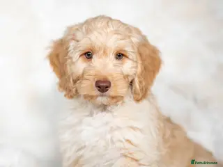 Cockapoo dogs 6 Stunning Cockapoo Puppies - Advert 5