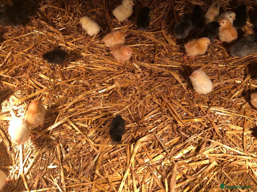 Chickens poultry for sale: Sexed pullet chicks. Blue, brown, white layer  - Advert 13