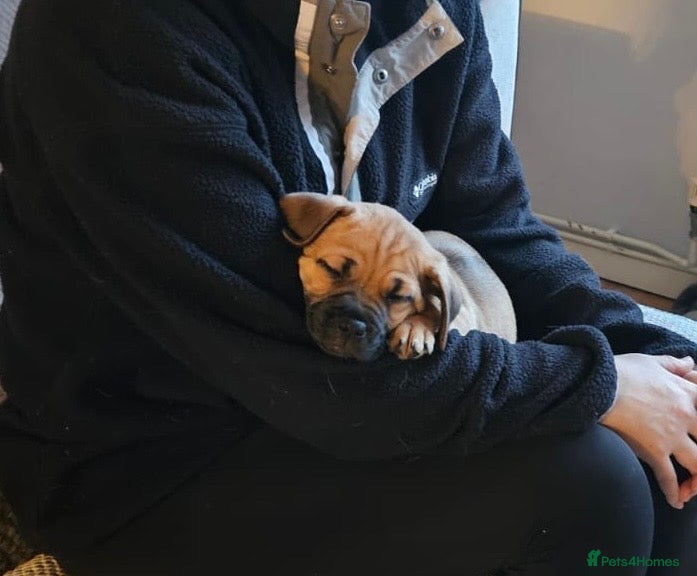 Jug dogs Beautiful Jug Puppy – Boy – Forever Home Wanted - Advert 1