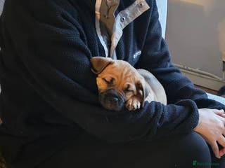 Jug dogs Beautiful Jug Puppy – Boy – Forever Home Wanted - Advert 1