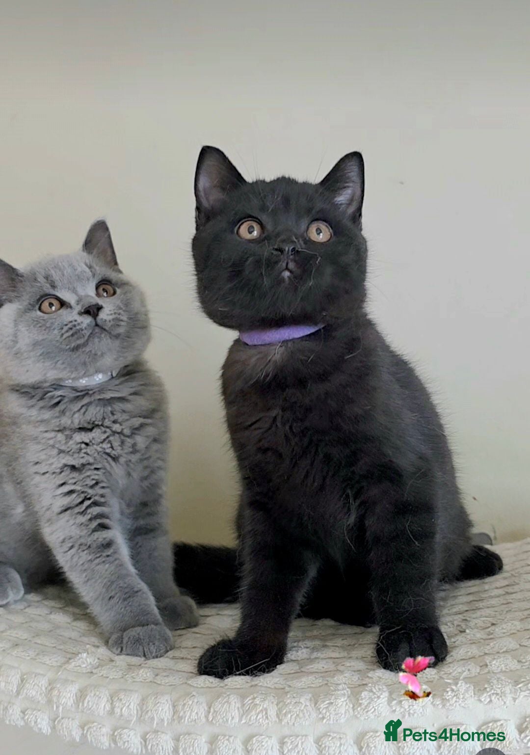 British Shorthair cats ✨Deeply Loved. Carefully Bred - Advert 1