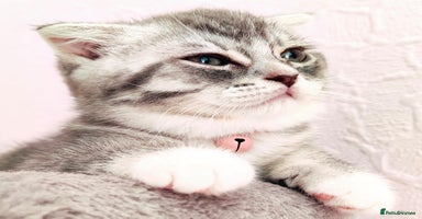 British Shorthair cats - Advert 7