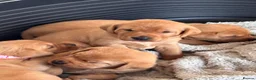Labrador Retriever dogs for sale: Red Fox Labrador Retriever Puppies  in Swansea - Advert 5