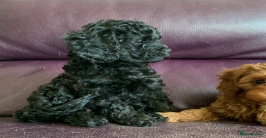 Cavapoo dogs - Advert 11